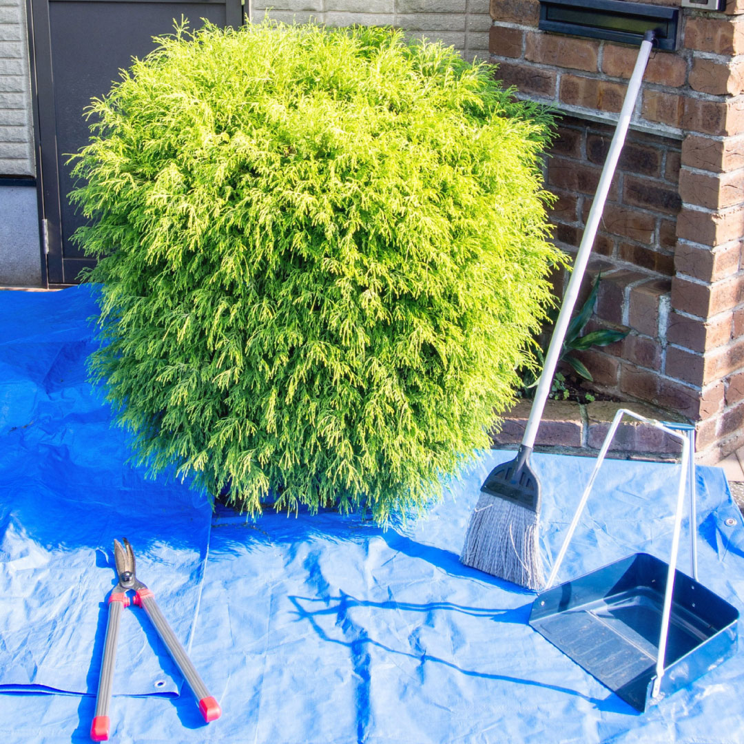 愛媛県庭木剪定サービス【庭木剪定1本4,000円(税込4,400円)から対応可