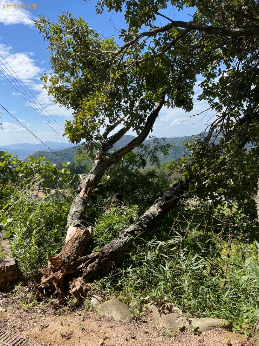 倒れた木の回収・処分ご依頼　お客様の声